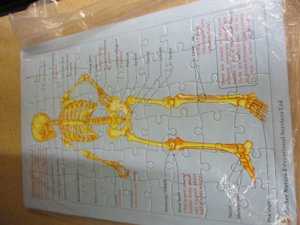 Human Skeleton puzzle 
